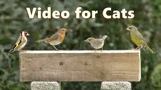 Backyard Birds for Cats to Watch ~ Video by Paul Dinning