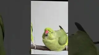 Indian Ringneck Talking Parrot #parrot #ringneckparrot #talkingparrot  #parrottalking #shorts