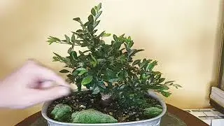 Un olmito, trabajos de primavera, pinzado + buen cultivo = disfrutar del arbolito. 6 de junio 2023
