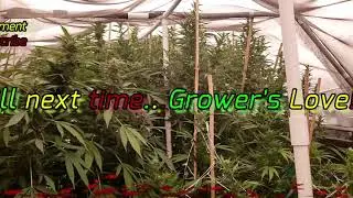2020 Outdoor No Till Grow Episode 17