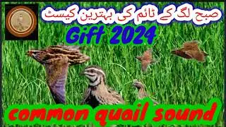 common quail sound mp3/batair ki awaz subah k liay/batair ka bolara@#sawalhunting-sn9vs