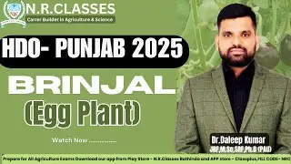 Brinjal (Eggplant) | HDO-Punjab 2025 | Why It's the Most Important Crop!