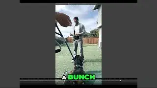 Master Dog Training: Simple Tips for Lasting Behaviors