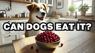 Can Dogs Eat Cranberries? Explained