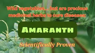 Spiny Amaranth &ndash; Hidden Herbal Treasure: Health Benefits, Risks & Healing Recipes