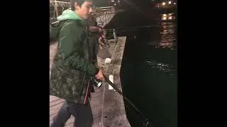 Big shark at lorne pier 