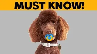 10 Eye-Opening Facts for Poodle Owners