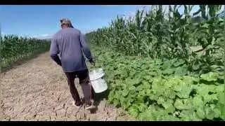 Cultivos en El Salvador 
