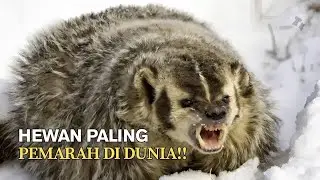 Teledu Amerika - Si Pemarah Kecil yang Ditakuti Semua