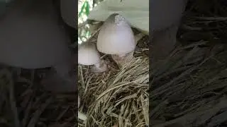 paddy straw mushroom