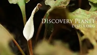Perfect guide of Cryptocoryne dewitii in Papua New Guinea 3/3