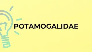 What is the meaning of the word POTAMOGALIDAE?