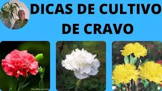 DICAS DE CULTIVO DE CRAVO