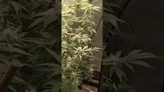 Green Crack and Runt Muffin