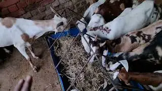 Barish Me Bakri Palan Me Sawdhani|Bakriyo Ki Bimari Jane |