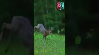 Dancing deer #dancing#deer#animals #shorts#shortsfeed