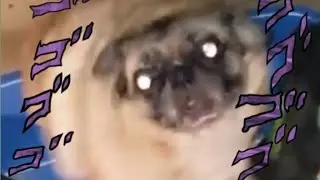 Vibin Polish Pug