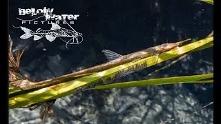 Pleco Habitats Compilation Part 1