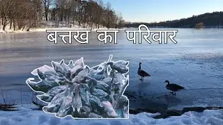 #250 ग्राम का बटक | Duck 🦆 farming |  pahle kuchh mushkil bad mein safalta 😄 viral video 📸