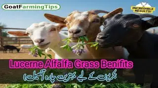 Lucerne Grass Benefits for Goats