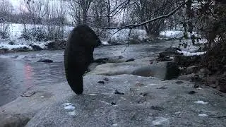 Winter Dreisam Stein und Vogel -  Loop für Stillarbeit