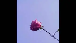 [FREE] 