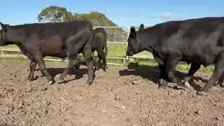 Quaama - 46 Angus Steers