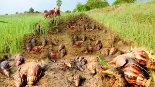 best fishing video!  fisherman pick a lot of snails in rice field after dry season by hand tool