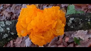 Tremella Mesenterica - Yellow Brain