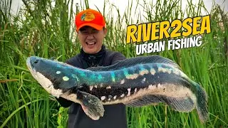 Giant Snakehead Street Fishing | River2Sea Bully Wa II | Urban Fishing Philippines