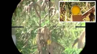 Airgun shooting - Part 3/4 - Air Arms Dual Review - EV2 MK IV