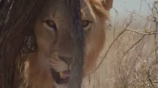 The Brave Lion and the Monster Dragon : A Tale of Friendship and bravery