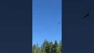 Hvidhovedet hav&oslash;rn flyver over os.