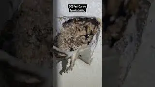 OCG Pest Control - Regular Termite Inspection
