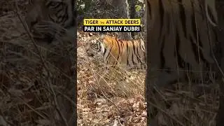 Tiger Attack Sanjay Dubri Tiger Reserve - Deer alarm Call #tiger reserve #trending #wildlife #shorts