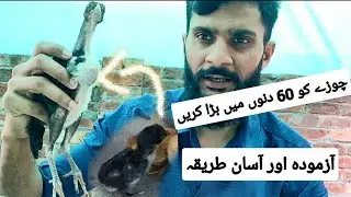 How to grow chicks fast. Chuzo ko jaldi Bara kesy krain. Tips for fast growth of Chicken's baby.