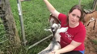 Why You Should Own Goats