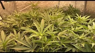 Day 21 of Flower | La Kush Cake & Sunset Sherb - Before Defoliation