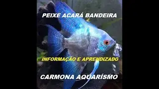 PEIXE ACARÁ BANDEIRA #aquarismo #acarabandeira #peixesornamentais #peixesdeaquario #criaçãodepeixes