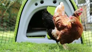 Pollaio modello Eglu Classic: perfetto per l'allevamento urbano! | Omlet Italia