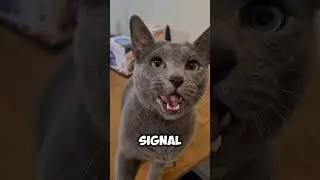 how can cat say sorry?