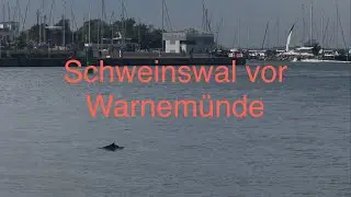 Schweinswal vor Warnem&uuml;nde in der Warnow