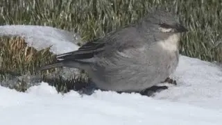 Birds Around Us - Finch  (Some interesting Information)... #sbo #parttimejob #workfromhome #birds