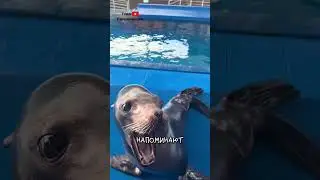 Тюлени Это Собаки 🦭