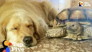 Dog and Turtle are Best Friends + Other Animal Best Friends | The Dodo Top 5