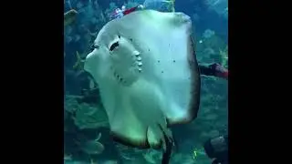 Scuba Santa Feeding Time (Aquaria KLCC)