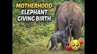 Incredible Elephant Birth &ndash; Mother and Newborn Bond 🐘 #mother #love #elephant #motherslovestatus 
