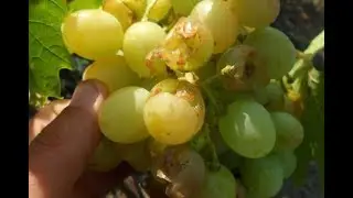 Как защитить виноград от птицы?