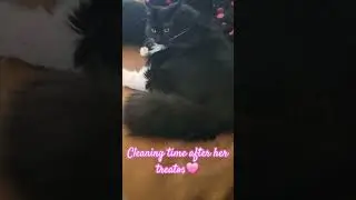 Eat. Clean. Nap. #cats #lifeofacat #freyathecat #catsofyoutube #cute #catgrooming