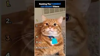 Рейтинг самых смешных видео с кошачьими звуками
